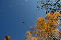 Leaves in Flight