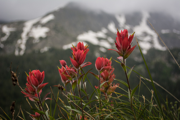 INdian Paintbrush (a different type of view)