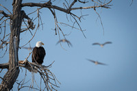 Barr Lake  - Bald Eagle
