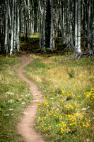 Trail into Aspen Grove, The Raggeds Wilderness Colorado
