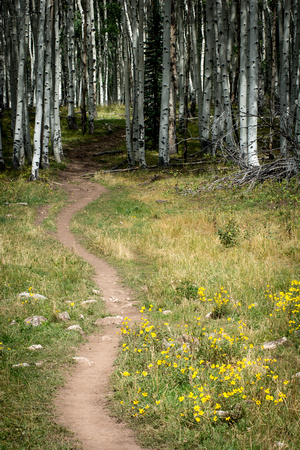 Trail into Aspen Grove, The Raggeds Wilderness Colorado