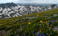 Wildflowers on flank of Handies Peak, San Juan Mountain Range Colorado