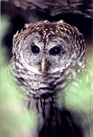 Barred Owl Morrison colorado